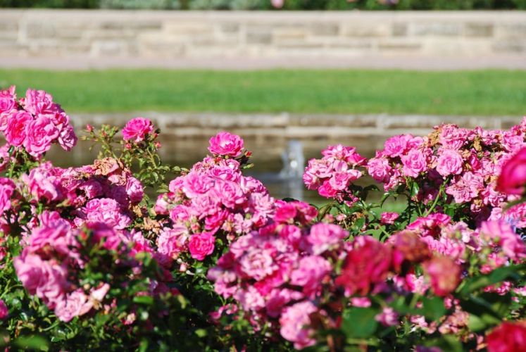 Norbert Farwick GmbH – Projekt Rosengärten im Stadtpark